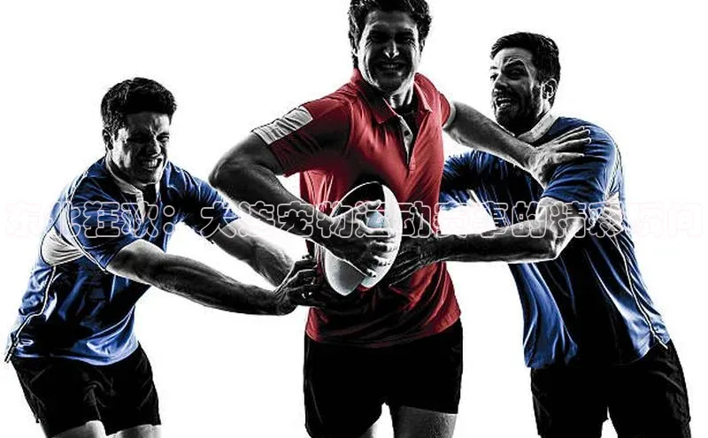 东北狂欢：大连宠物运动赛事的精彩瞬间